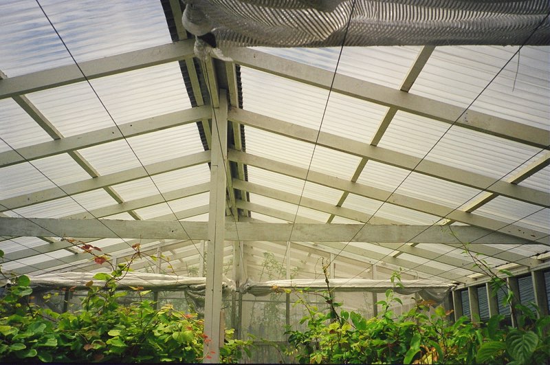 Hothouse built using plastic roofing products